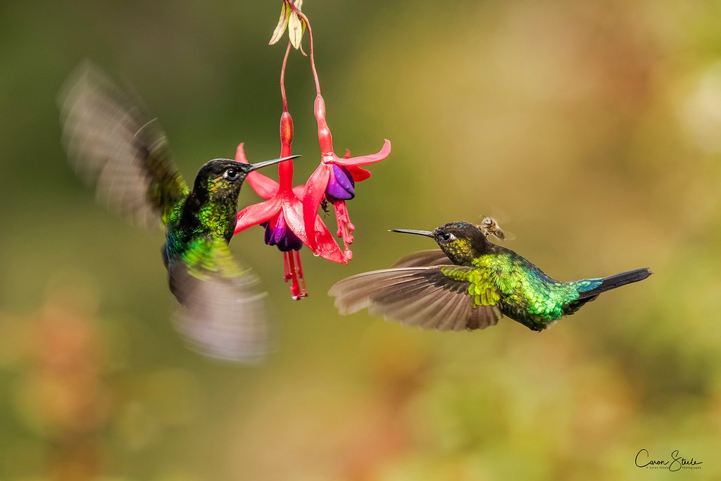 hummingbird hitching